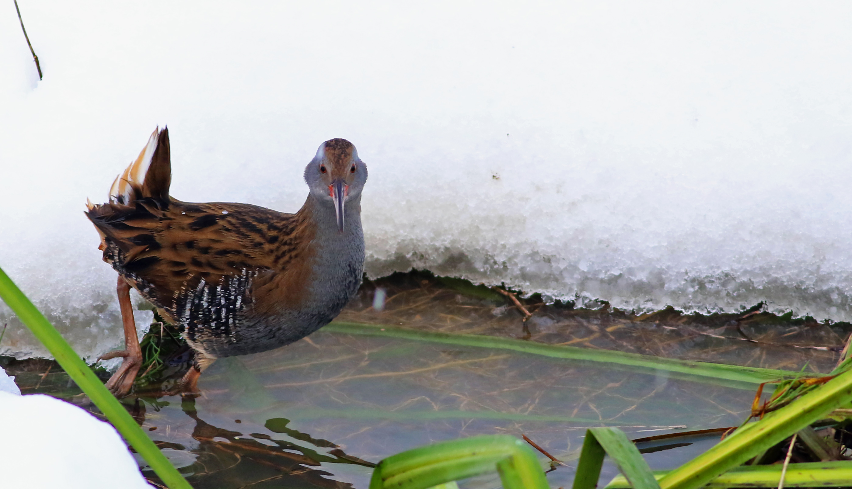Water Rail
